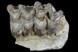 Oreodont Jaw Section With Teeth - South Dakota #81941-1